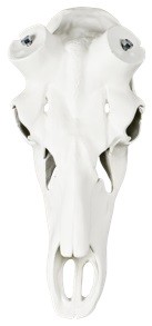 Hirschschädel 55 cm -