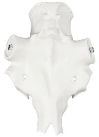 Elchschädel 55cm -